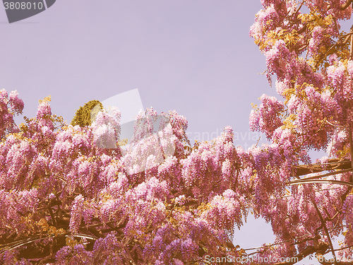 Image of Retro looking Wisteria