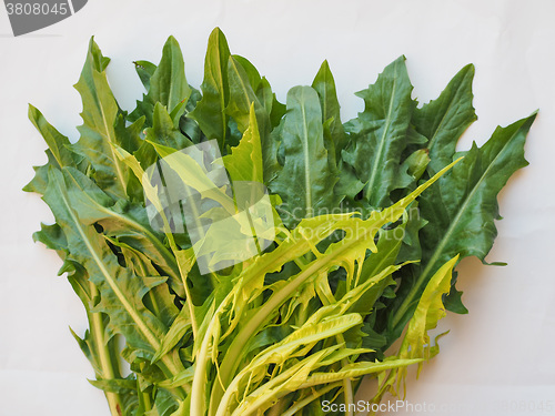 Image of Catalonian chicory salad