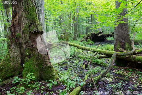 Image of Group of old trees in summertime stand