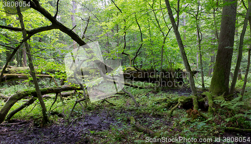 Image of Old oak tree broken lying in spring forest