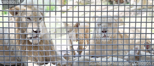 Image of white lion family