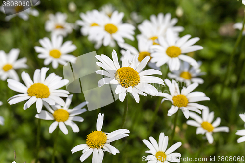 Image of   daisy in bloom