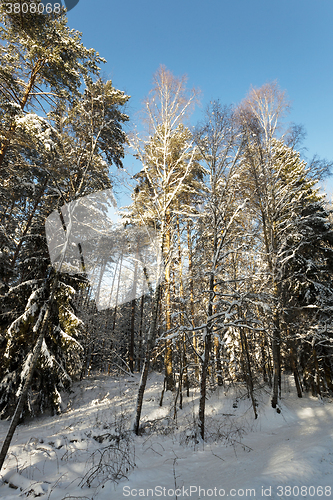 Image of trees in winter  