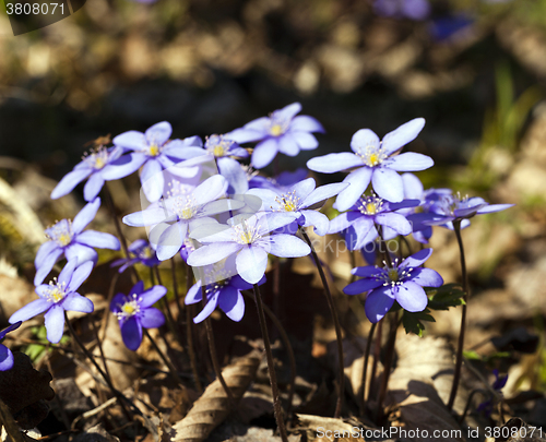 Image of spring flowers ,  forest