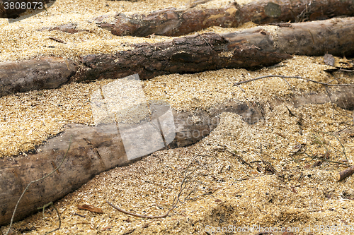 Image of wood shavings. close-up  