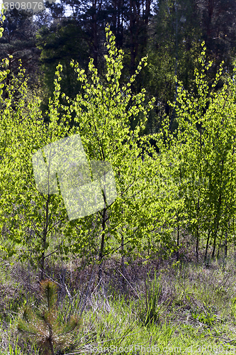 Image of trees in spring  