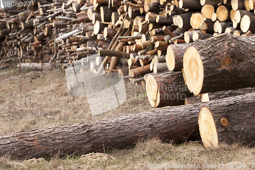 Image of harvested wood, close-up  