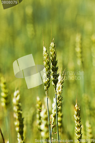 Image of immature cereals ,  wheat