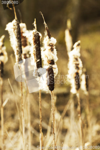 Image of Yellow reeds spring  