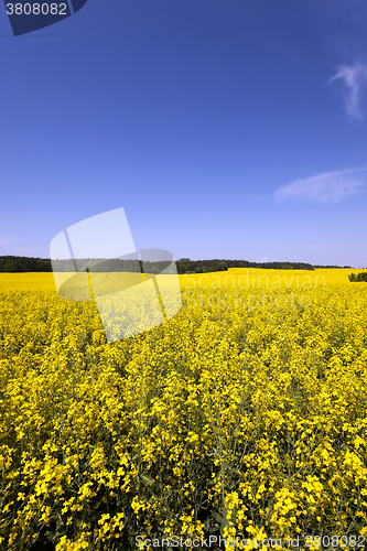 Image of Rape field  . Blue sky.