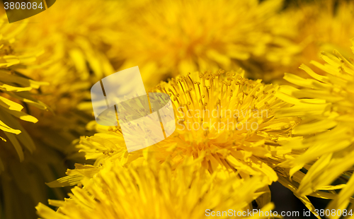 Image of dandelions   close up  