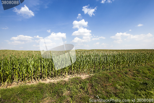 Image of corn field. Summer 