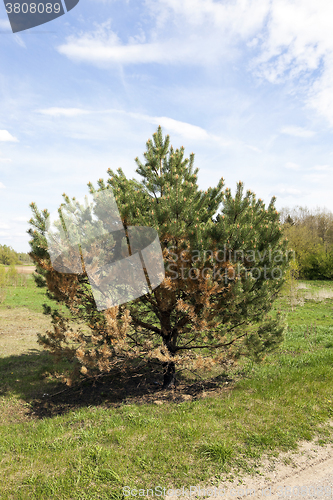 Image of dried spruce, close-up  