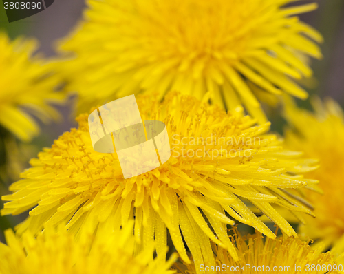 Image of dandelion yellow , spring  