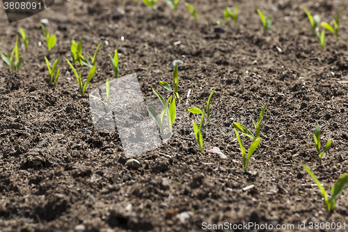 Image of corn field. close-up  