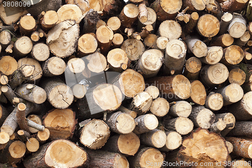 Image of timber harvesting pines  