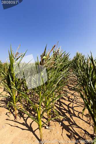 Image of corn field. Summer 