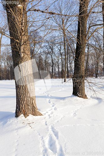 Image of path in the snow 