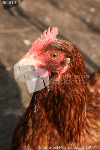 Image of chicken