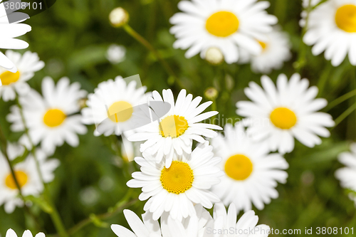 Image of white daisy  ,  spring