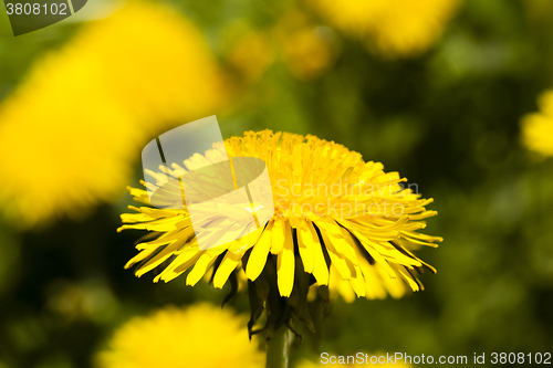 Image of  flowers yellow dandelions