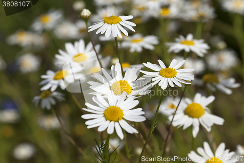 Image of daisies , spring  season