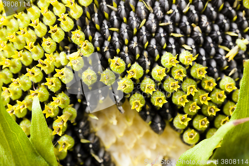 Image of corolla Sunflower  , close-up 