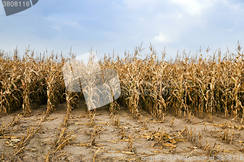 Image of agricultural field with corn 