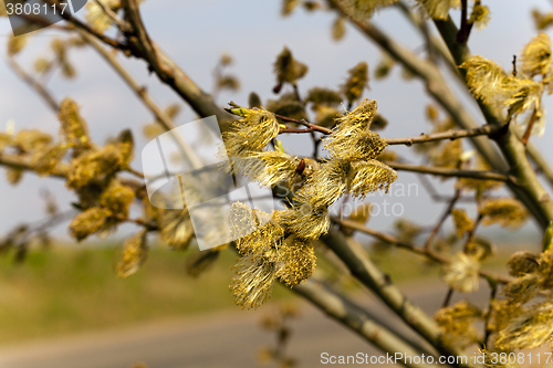 Image of blooming willow , springtime