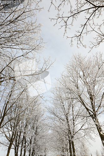 Image of trees in winter  