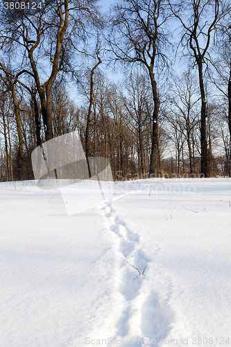 Image of trees in winter 