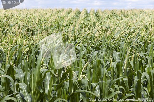 Image of corn field ,  immature  