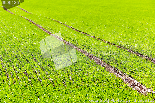 Image of Agriculture. cereals. Spring  