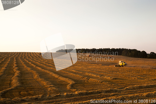 Image of cereal harvest. Sunset  