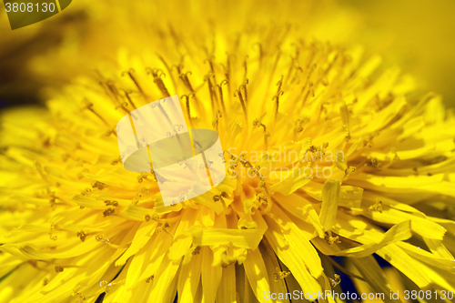 Image of  flowers yellow dandelions
