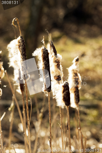 Image of Yellow reeds spring  