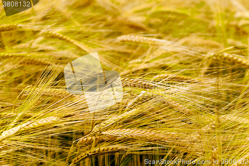 Image of   grow ripe cereals