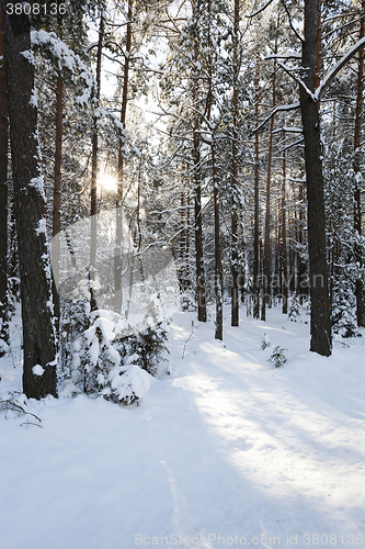 Image of trees in winter  