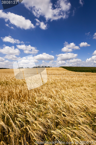 Image of ripened cereals , field  