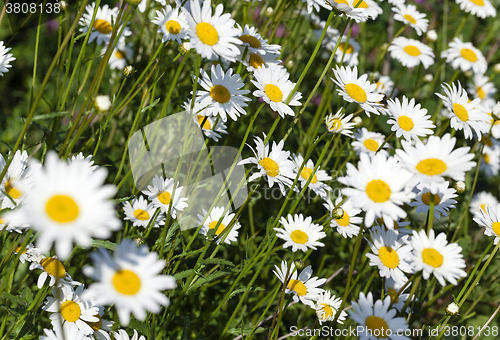 Image of daisy flowers, summer  