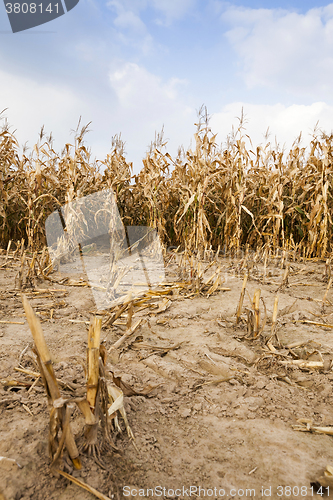 Image of agricultural field with corn  