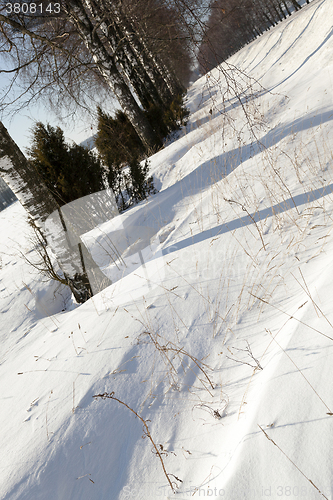 Image of trees in winter 