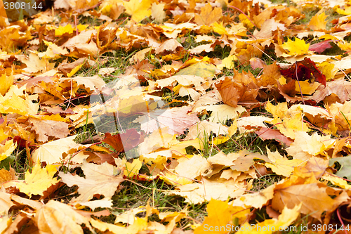 Image of fallen leaves of trees  