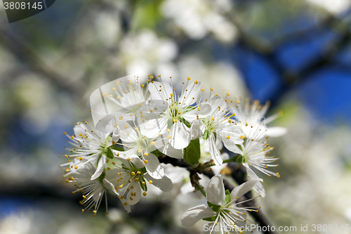 Image of cherry ,  spring season