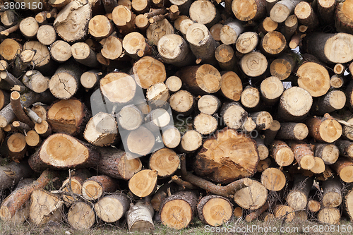 Image of logging. bunch. forest  