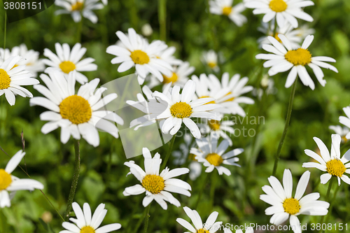 Image of white daisy   flowers.