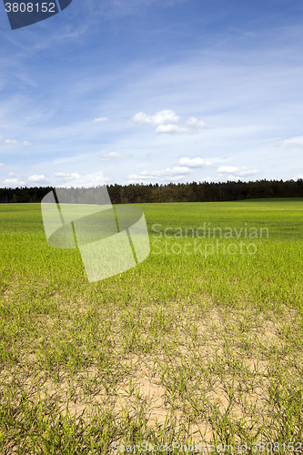 Image of sprouted wheat in the spring  