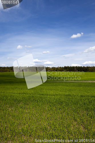 Image of Agriculture. cereals. Spring 