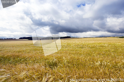 Image of ripened cereals , harvest  