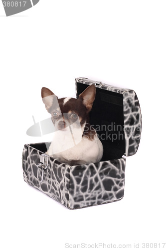 Image of chihuahua in the case